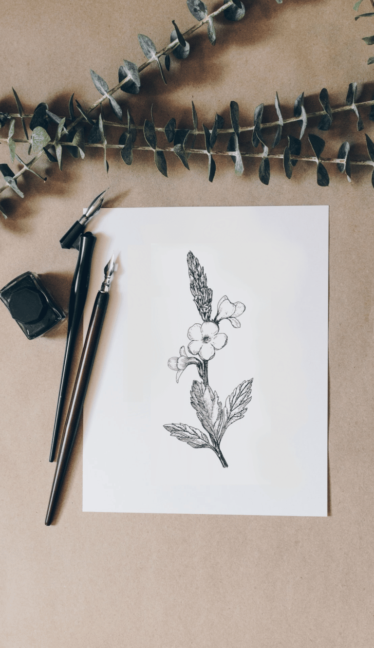 dessin de verveine