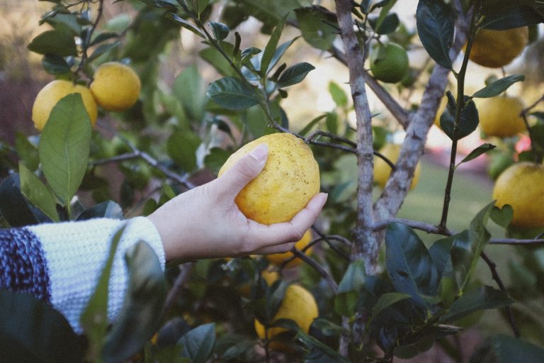 personne en train de cueillir un citron