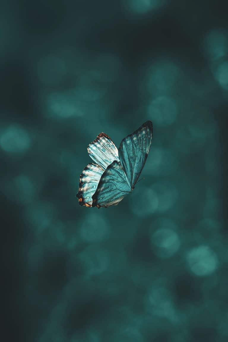 papillon bleu dans une ambiance féérique
