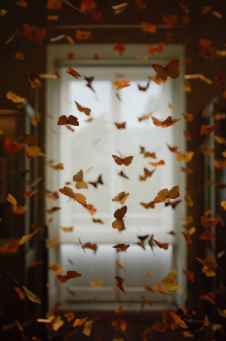 envolé de papillons dans une pièce, ambiance mystique