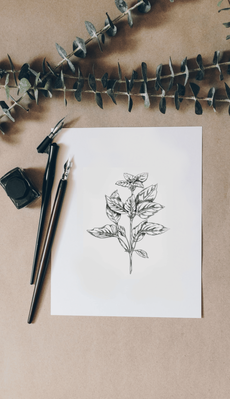 illustration du basilic